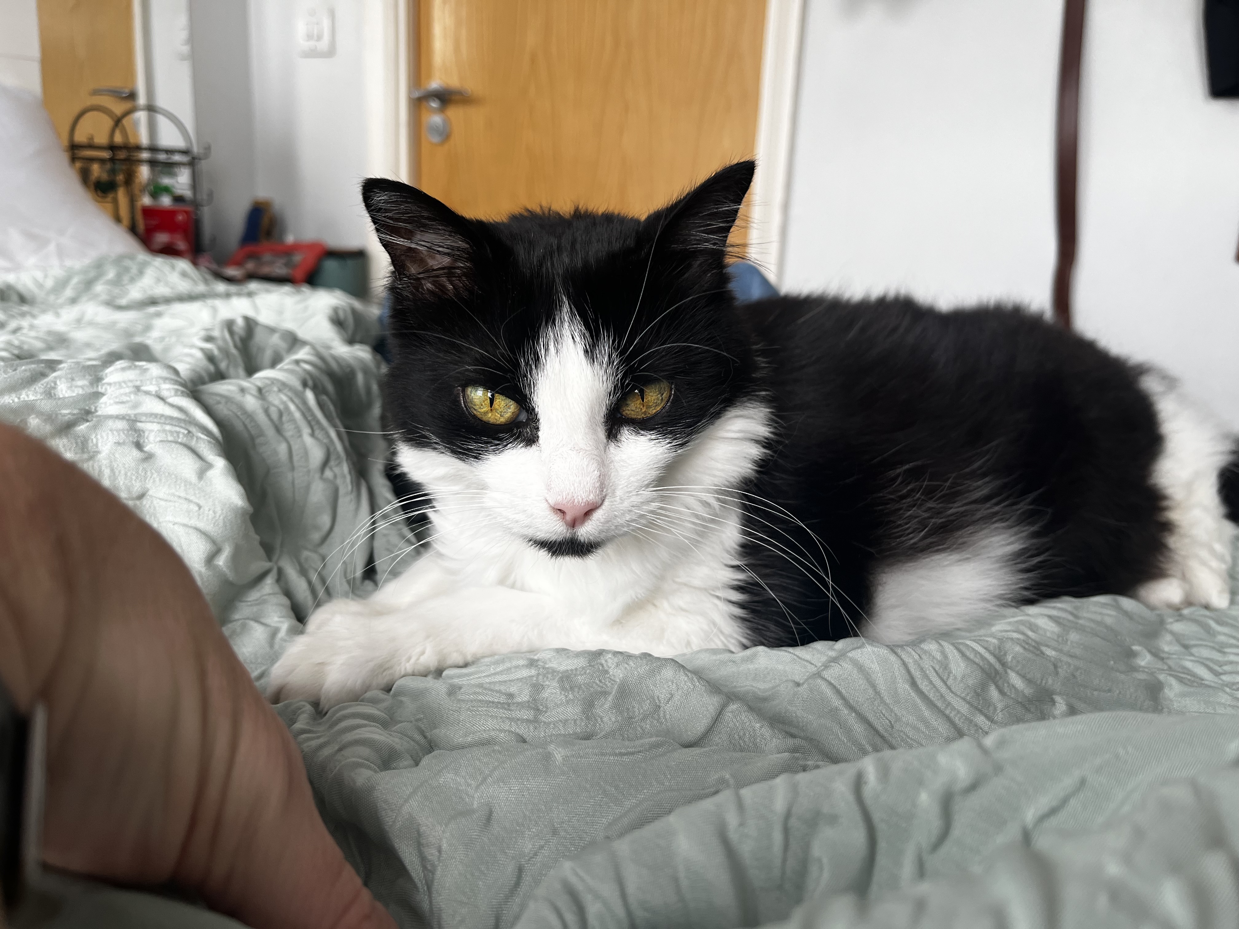 Catita